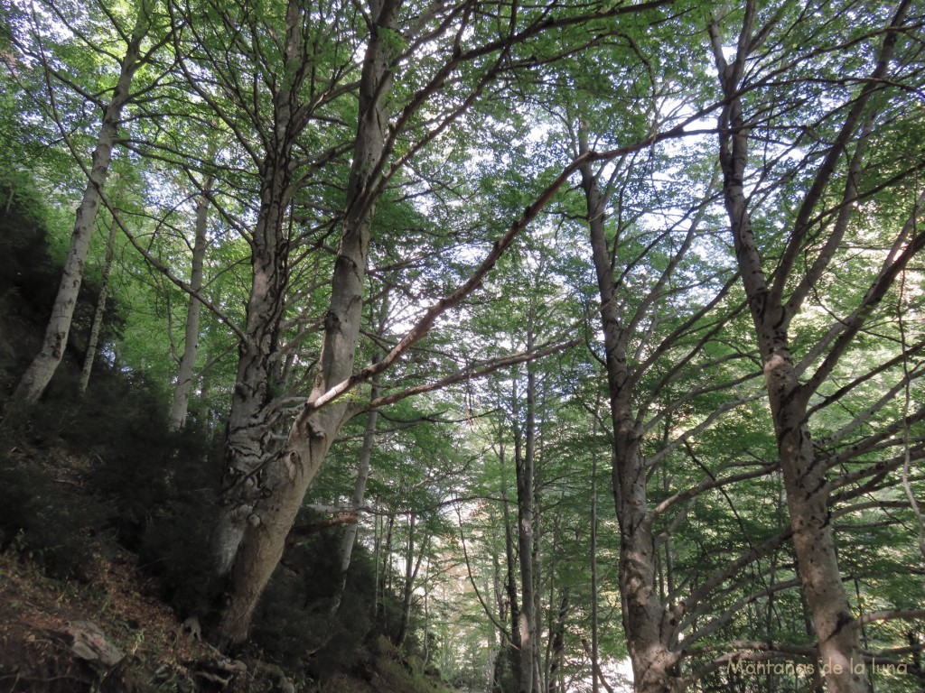 Bosques y hayedos en el Valle de Aguas Limpias
